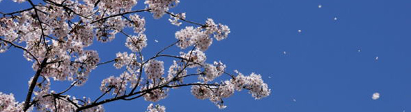 桜舞い散る季節